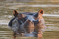 Hippo dans son bain...