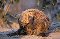 Young Hyena, scratching itself in front of the den
