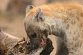 Spotted Hyaena. Eating some bones of an old elephant carcass