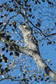 Ibijau gris, camoufl dans un arbre en journe