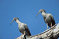 Plumbeous Ibis