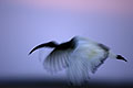 Ibis sacr, vol au crpuscule dans le Delta de l'Okavango, Botswana.