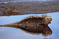 Iguane marin / mare basse sur la lave