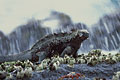 Marine Iguana, splashed by  Flood Tide Waves