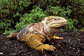 Land Iguana. Isla Isabela