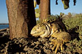 Ground Iguana / South Plaza Island