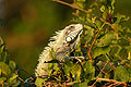 Iguane vert, prend les derniers rayons du soleil dans les branches.