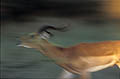 Impala male, runs to gather the females of its harem