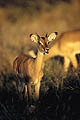 Jeune mle Impala dans un ultime rayon de soleil