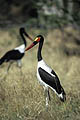 Saddle-billed Stork, foraging along a river bank