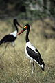 Jabiru d'Afrique, arpente la berge  la recherche de proies