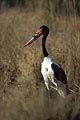 Saddle-Billed Stork feeding in marsh