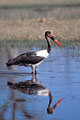 Jabiru d'Afrique. Juvnile. Delta de l'Okavango