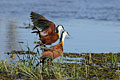 Accouplement de Jacanas d'Afrique