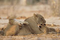 Lioness, plays with her two cubs