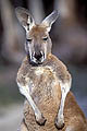 Photo portrait d'un Kangourou roux