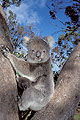 Koala, mre et son jeune dans un Eucalyptus