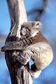 Cute baby Koala  : getting down an eucalyptus tree