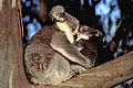 Koala : mother & cub in Eucalyptus Tree