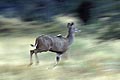 Greater Kudu, cow running through the bush