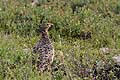 Ptarmigan