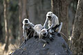 Entelles d'Inde ou Hanuman Langurs