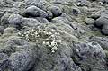 Old Lava Flow, covered by Mosses & vegetations.