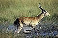 Red Lechwe running through the vegetation