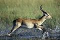 Cobe Lechwe en train de bondir dans l'eau