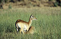 Red Lechwe, female & calf sukling