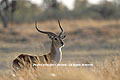 Lechwe , bull