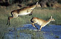 Lechwe female jumping through the swamps