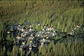 Troupeau de Cobes Lechwes dans les marais de l'Okavango