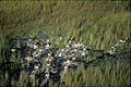 Herd of Lechwe, runnning through the marshes