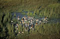 Herd of Red Lechwes running through the swamps of the  Okavango