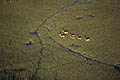 Red Lechwes in the Okavango flood plain