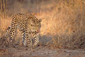 Big male leopard early in the morning light