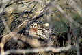 Eyes of predator. An elusive Leopard is eating its prey behind a thick bush.