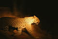 Leopard, in the night, like a ghost