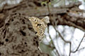 Leopard, hidden just behind a termite mound