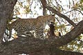 Leopard eating in a tree