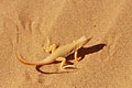 Shovel-snouted Lizard