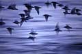 Shore Birds Flying at dusk