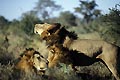 Big males Lions, one is shacking his mane after a big nap...