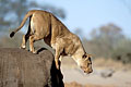 Lioness, jump from the top of an elephant's carcass