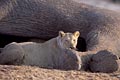 Lion sur sa carcasse d'lphant abattu la veille