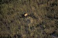 young Male Lion see from the sky, solitary among the long grasses