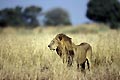 Grand male lion en train d'arpenter son territoire en fin de matine