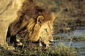 Big Male Lion drinking at the sunset