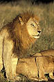 Lion Grand male adulte